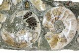 Wide Polished Ammonite & Nautilus Cluster - Madagascar #109235-4